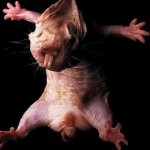 Naked Mole-Rat L'esprit d'escalier (Pt.1) 