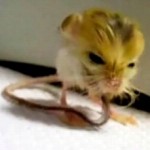 The Pygmy Jerboa Capgras Delusion (Pt.1)