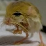 The Pygmy Jerboa Capgras Delusion (Pt.2)