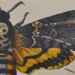 Lepidoptera