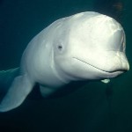 Celebrity Beluga Whale Wrestling