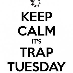 Trap Tuesday