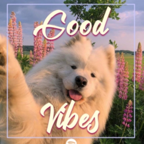 Good Vibes 2019