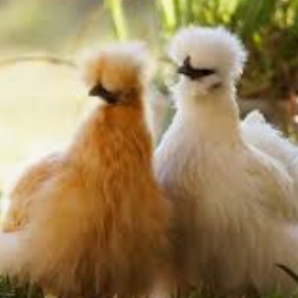 fluffychicken