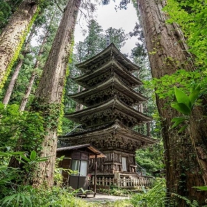 森林浴 - Shinrin-yoku